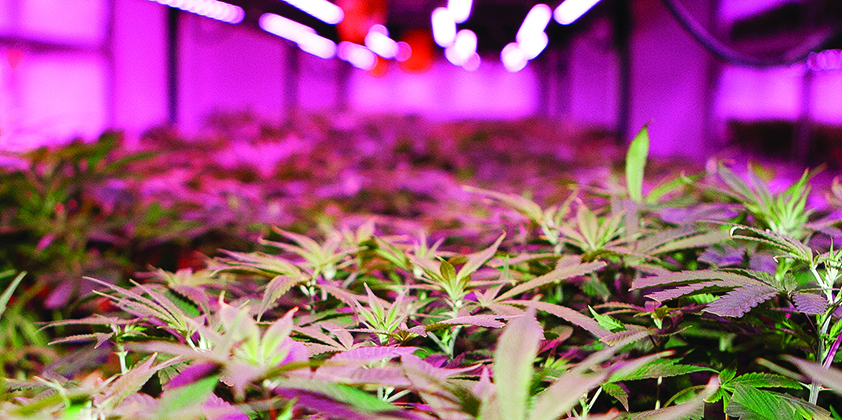 Lights, Cannabis, Action: A Behind-the-Scenes Look at a Marijuana Business