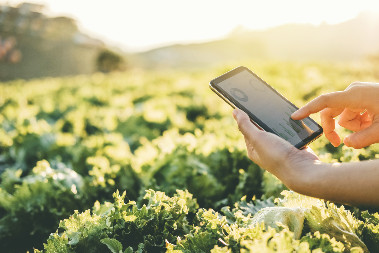Farmer checking touchpad in Nappa cabbage Fram in summer