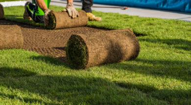 Natural Grass Turfs Rolling Over