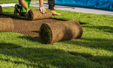 Natural Grass Turfs Rolling Over