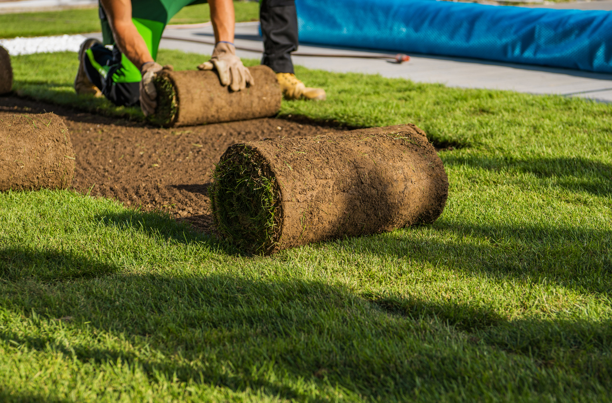 Natural Grass Turfs Rolling Over