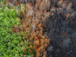 Aerial View of Wildfire Damage