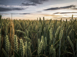 Crop fields in the Sunset