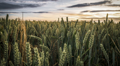 Crop fields in the Sunset