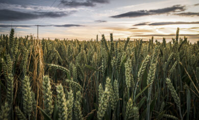 Crop fields in the Sunset