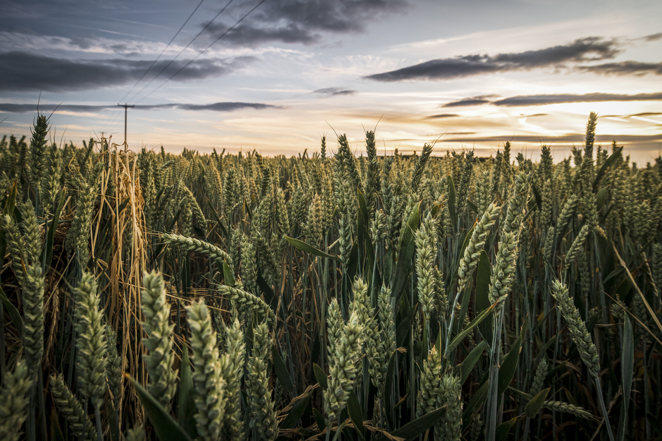 Crop fields in the Sunset