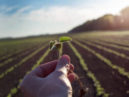 Worker holding seedling in field
