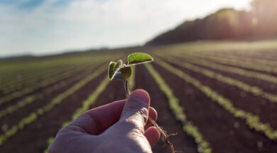 Worker holding seedling in field