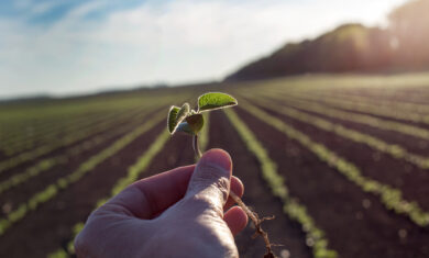 Worker holding seedling in field